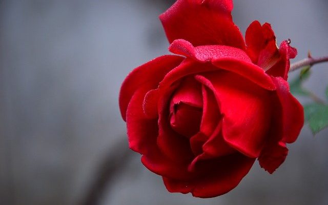 رند در شعر حافظ